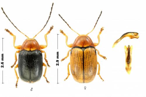 Réf. 288 349 : Cryptocephalus pusillus